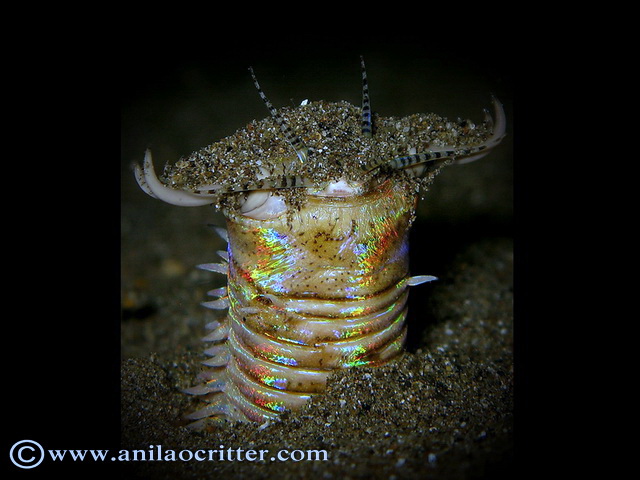 Anilao Diving, Underwater Photography|Dive Anilao/Batangas Philippines